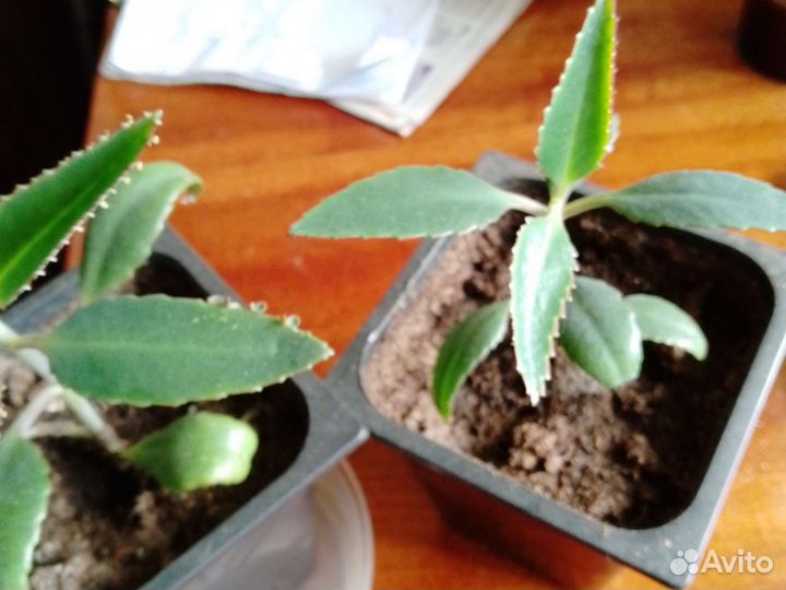 Каланхоэ лечебное