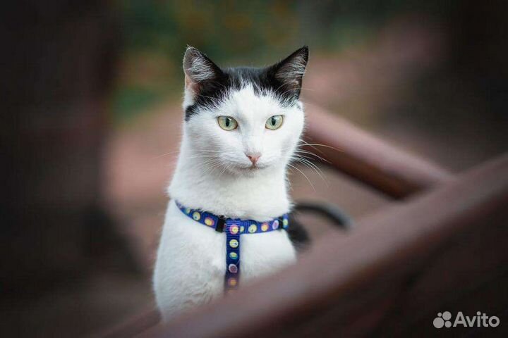 Удивительная кошечка в дар