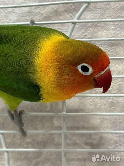 Неразлучники