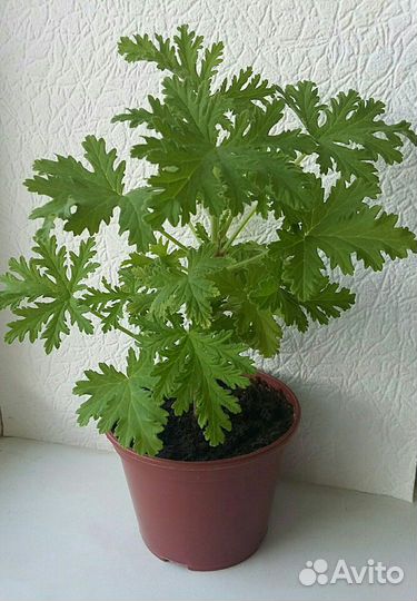 Комнатные растения