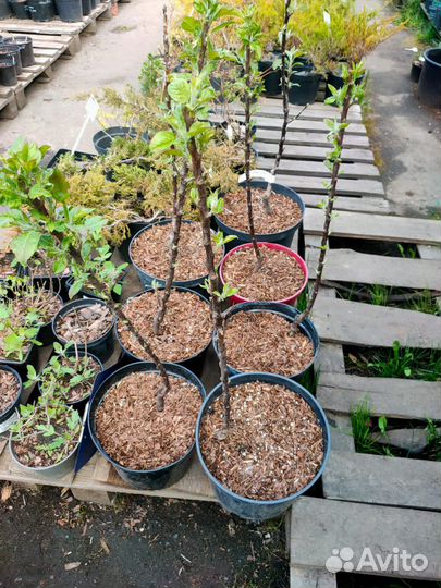 Яблоня колоновидная Московское Ожерелье