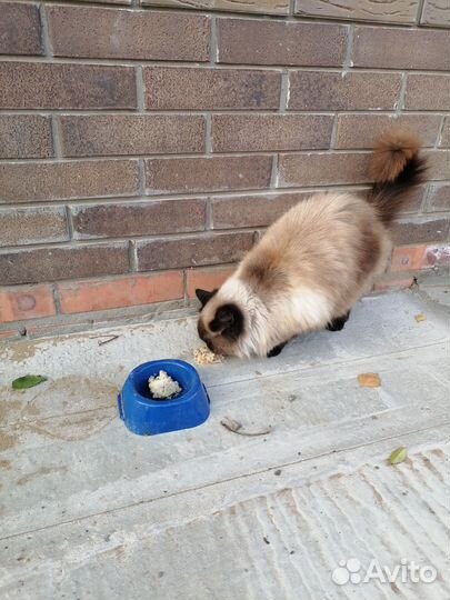 Кошка-потеряшка