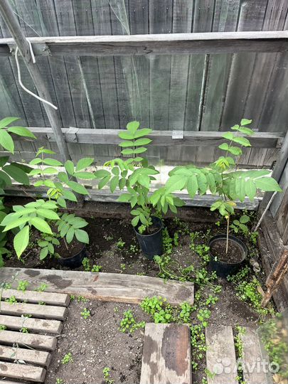 Манчжурский орех