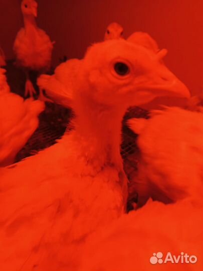 Индюки хайбрид конвертер