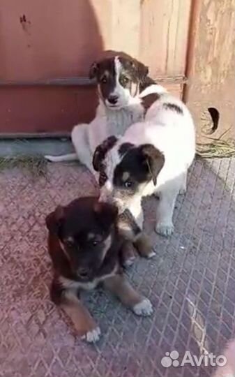 Щенки 2 месяца с доставкой