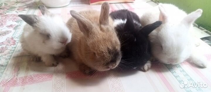 Декоративные кролики