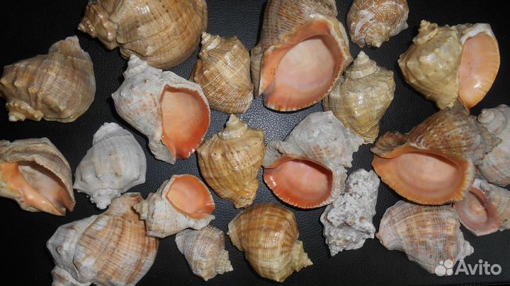 Ракушки морские