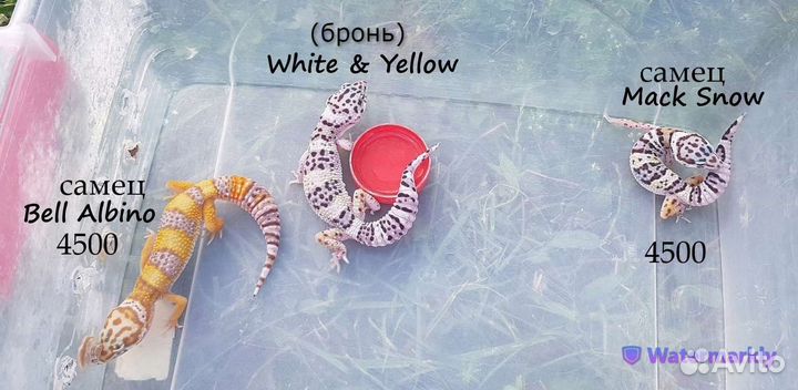 Геккон эублефар