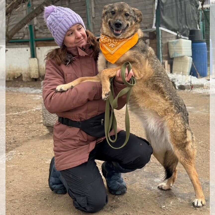 Собака в добрые руки