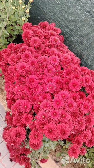 Предлагаю укорененные черенки и маточники