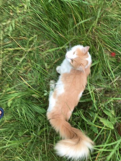 Дача 70 м² на участке 6 сот.