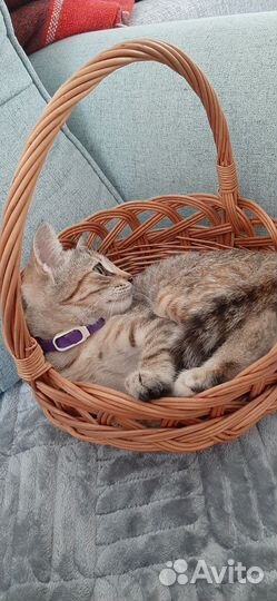 Кошка-подросток