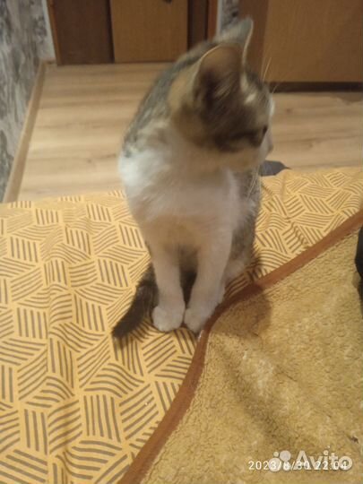 Котята обычные