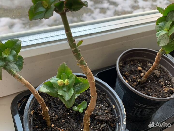 Комнатные цветы каланхоэ