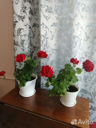 Герань королевская