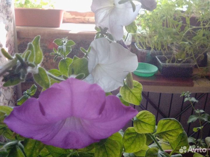 Саженцы петунии