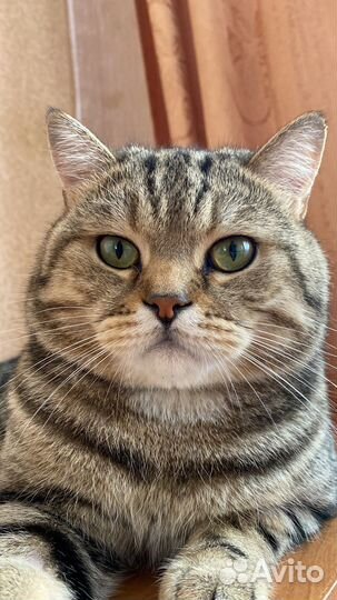 Шотландский кот