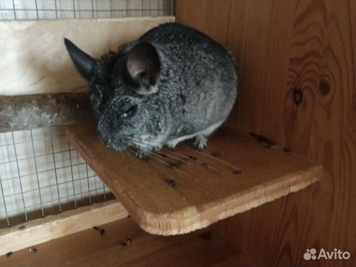 Серебристая шиншилла