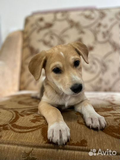 Щенок девочка