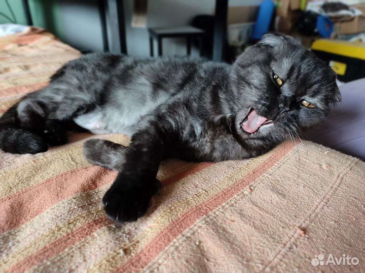 Шотландская вислоухая кошка бесплатно