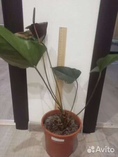 Антуриум Блэк Лав, Rainbow Champion