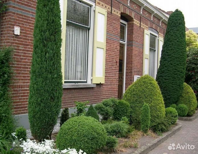 Саженцы туи брабант холмстрап спиралис