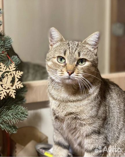Отдаю кошку Латину в добрые руки