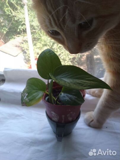 Бегония и традисканция.лиана