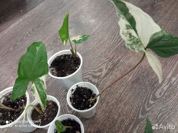 Сингониумы