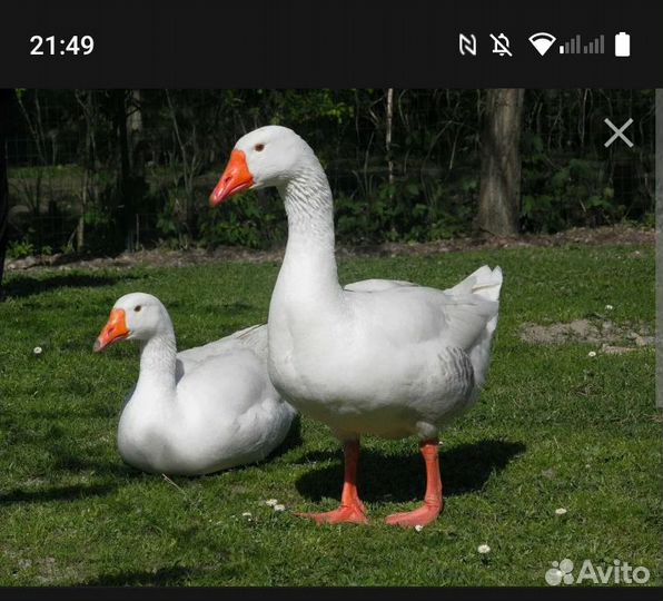 Продам молодых гусей линда, и уток голубой фаворит