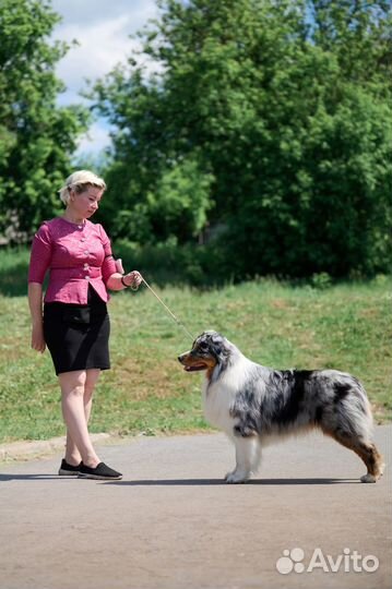 Вязка кобель аусси
