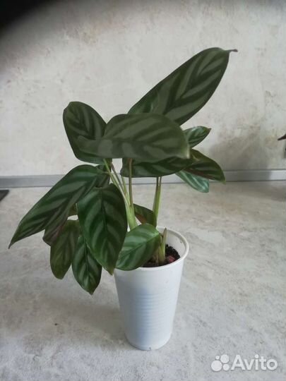 Комнатные цветы