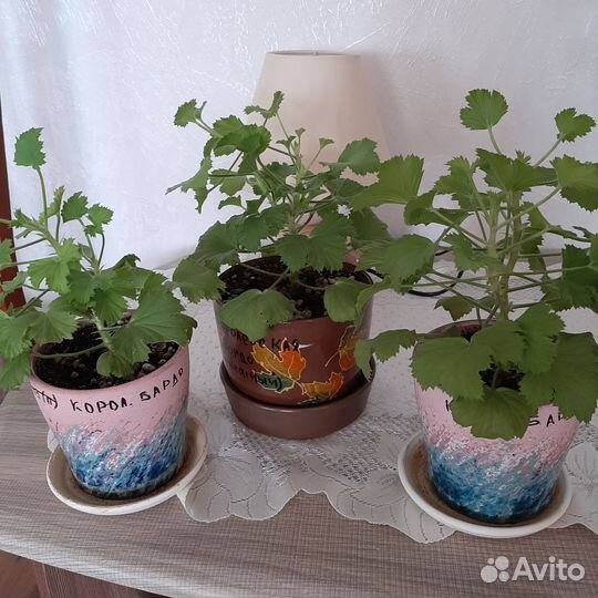 Пеларгония герань