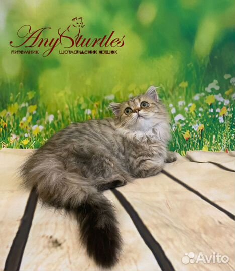 Хайленд страйт