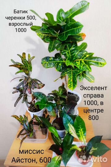 Кротон кодиеум, жасмин махровый арома, драцена