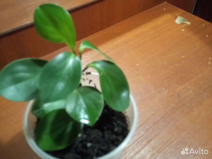 Цветок пеперомия