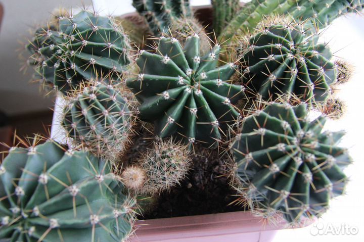 Кактусы и суккуленты