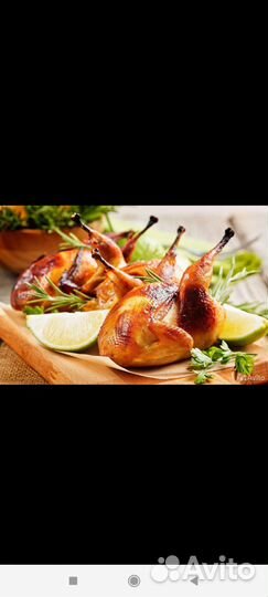 Перепелки суточные