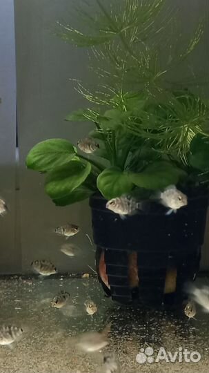 Рыбки и растения