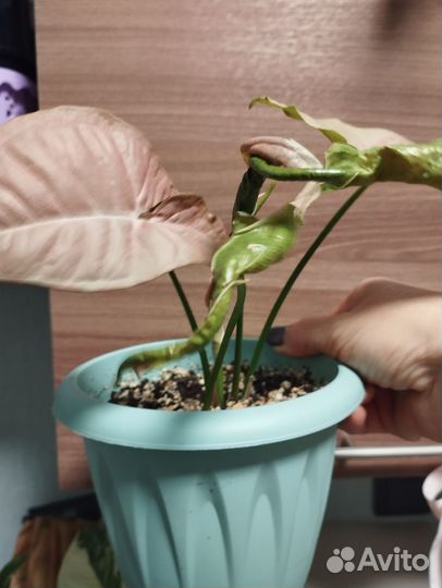 Филодендрон, аглоонема, хойя и другие