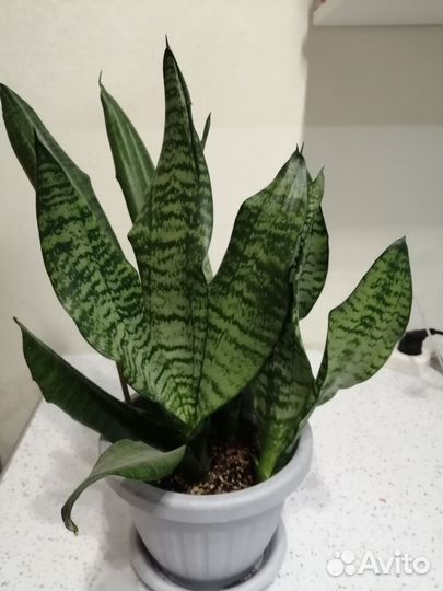 Комнатные цветы шефлера