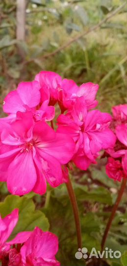 Пеларгония герань