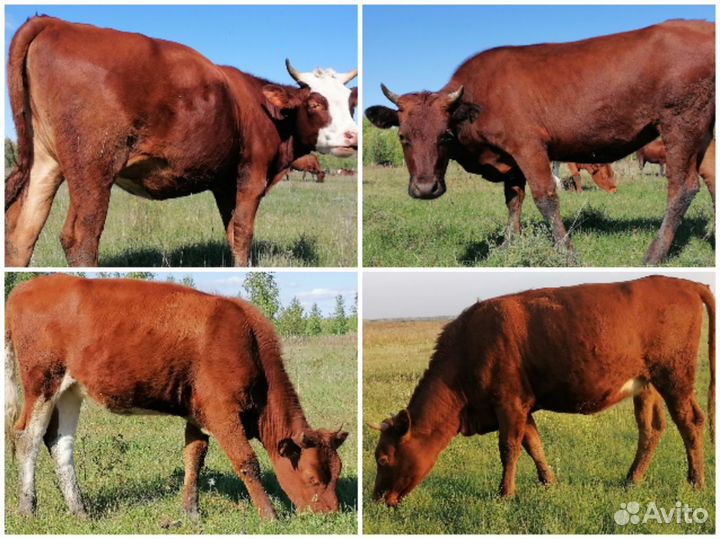 Тёлки, быки