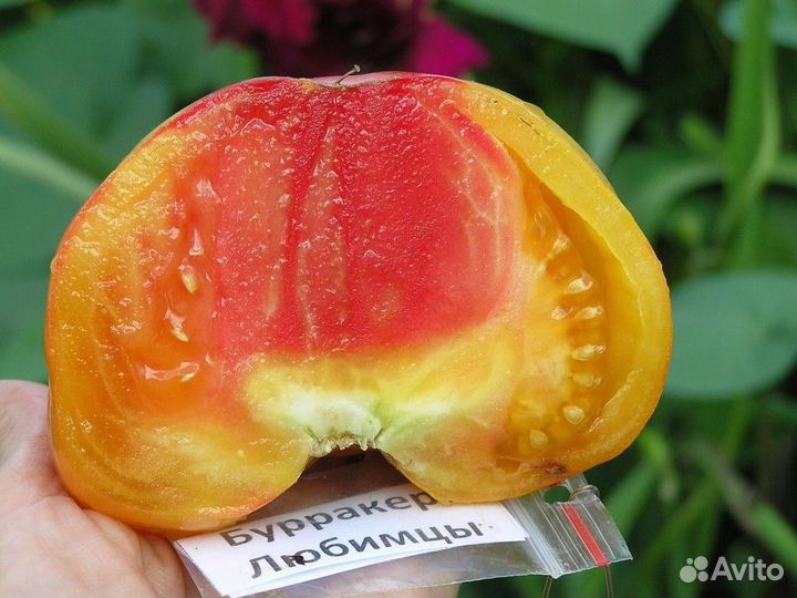 Семена редких коллекционных сортов томатов