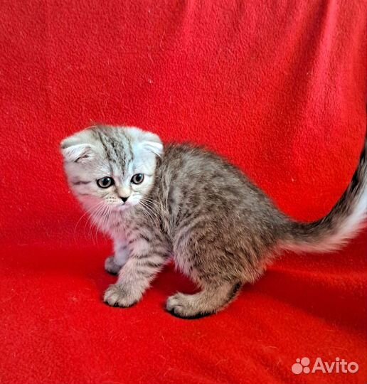 Шотландская киса