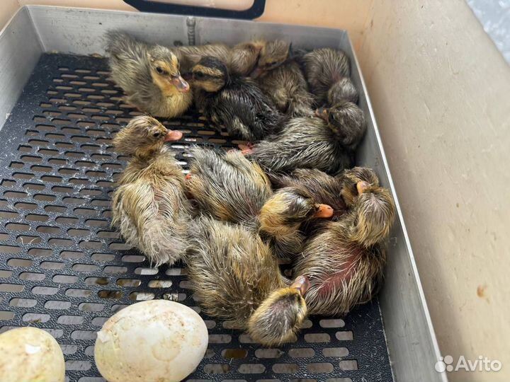 Инкубационное яйцо утки индийский бегунок