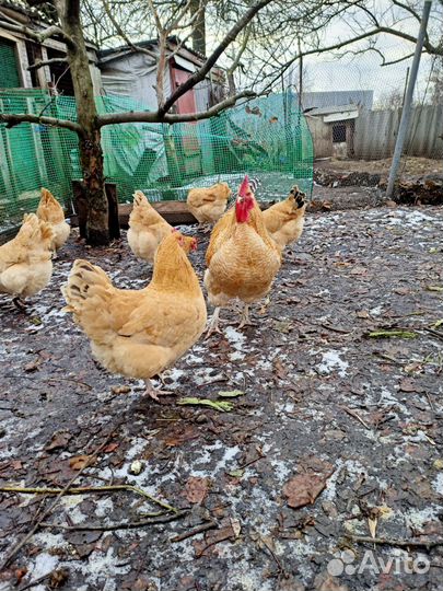 Куры нидерхайнер