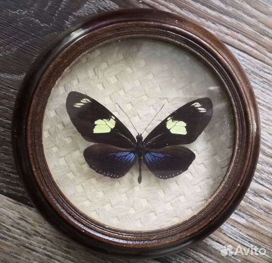 Бабочка в рамке