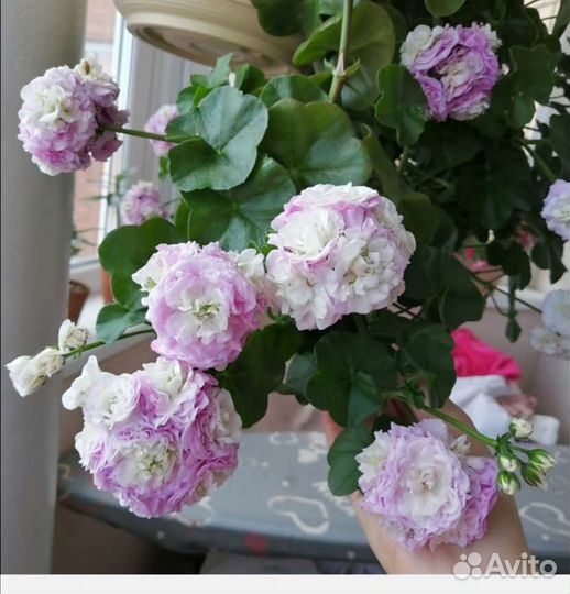 Пеларгония Каролина ампельная