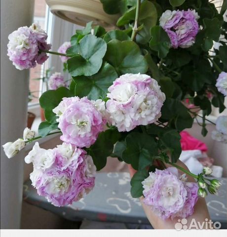 Пеларгония Каролина ампельная